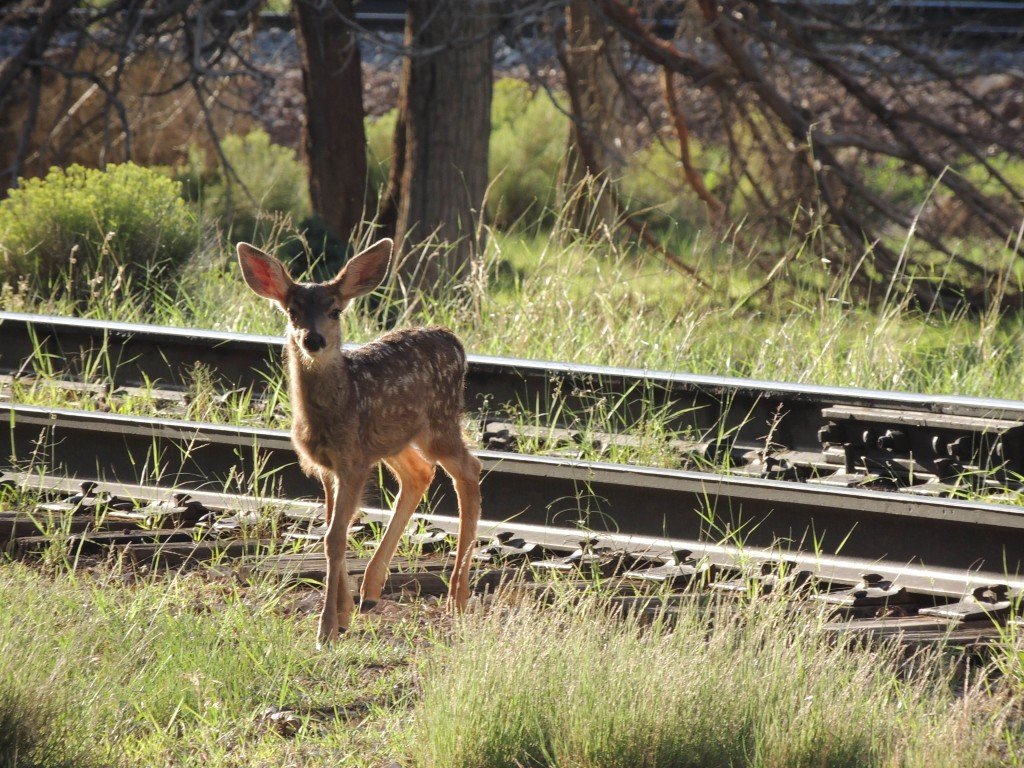 Near Grand Canyon, Colorado - 2013 Road Trip - The Petit Gourmet