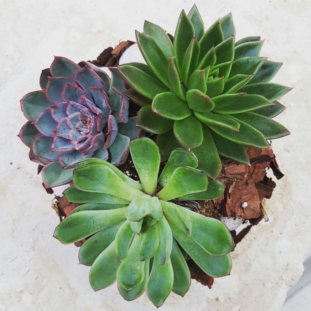 whatsapp-image-20160510-10