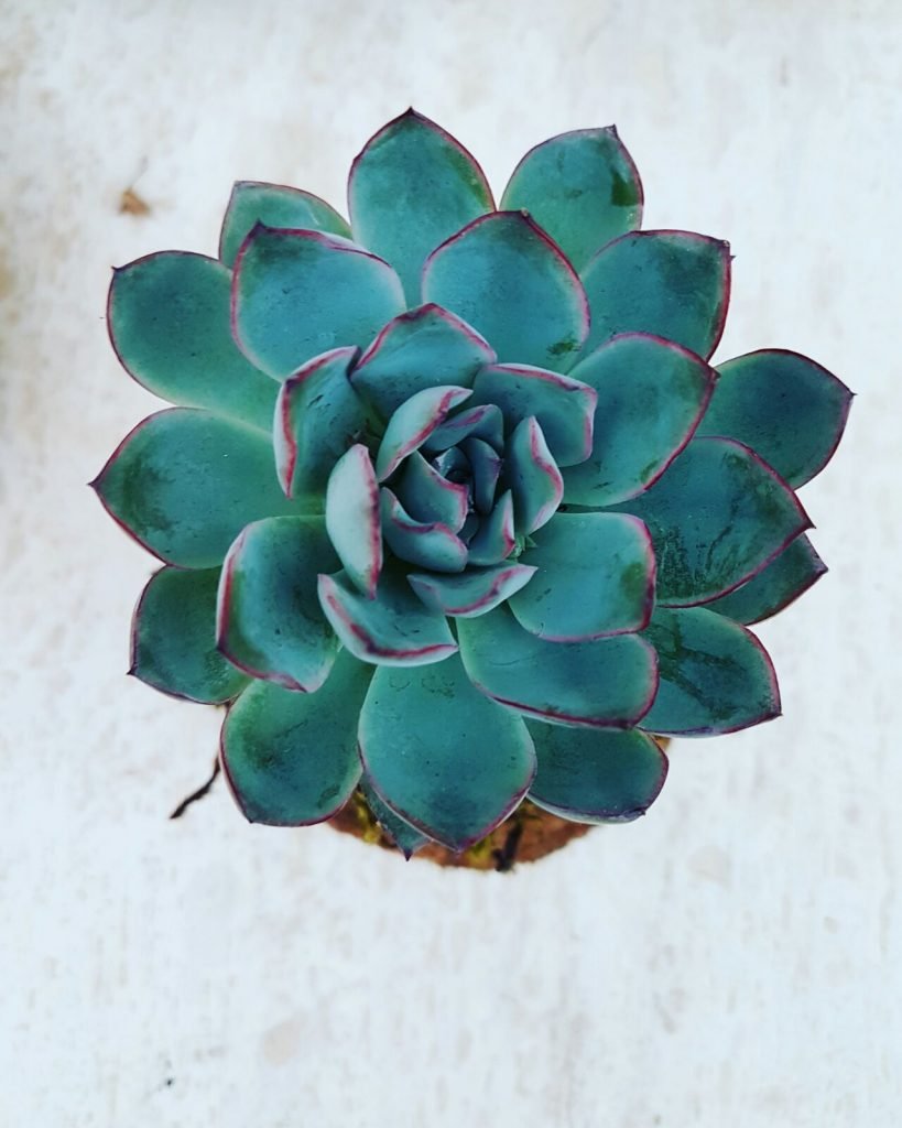 whatsapp-image-20160510-3-1