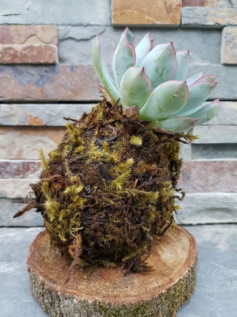 whatsapp-image-20160510-7-1