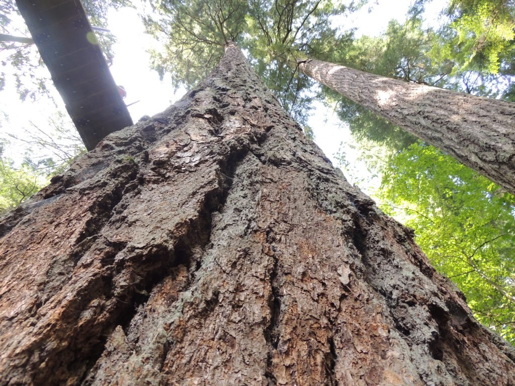Kids exploring Treetops Adventure at Capilano Suspension Bridge Park