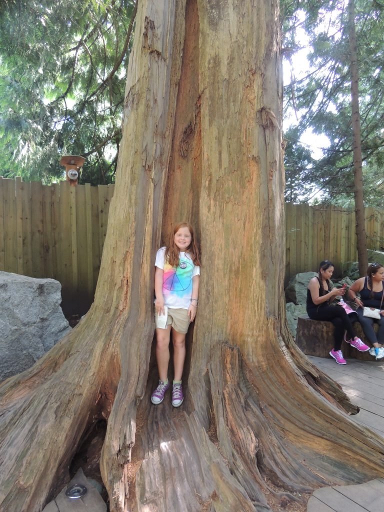 Kids exploring Treetops Adventure at Capilano Suspension Bridge Park